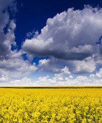 Obraz premium field