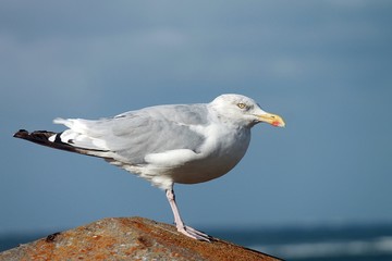 Möwe auf der Insel Borkum.