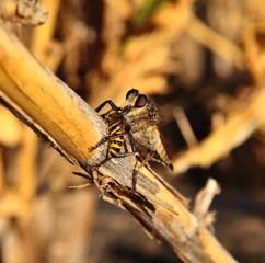 Great robber fly with small wasp under its stinger