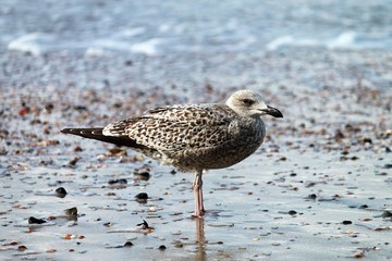 Möwe auf der Insel Borkum.