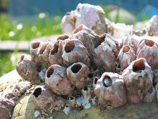 ふじつぼ © mizpaya