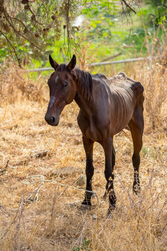 Skinny horse