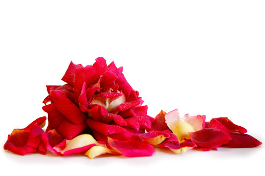 Red rose petals and rose isolated on white background. 