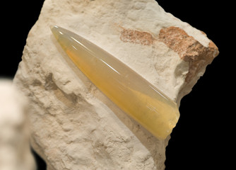 Belemnite opal from Coober Pedy, Australia. 3.5cm long.
