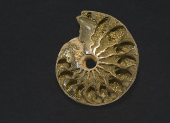 Ammonite encrusted with iron pyrites. 4cm across.