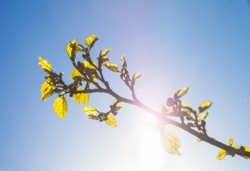 Green branch of the mulberry tree against the shining sun
