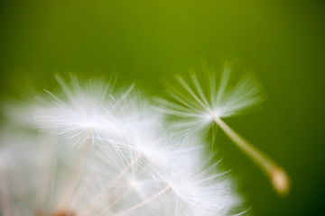 Closeup of the seeds of the dandelion flower