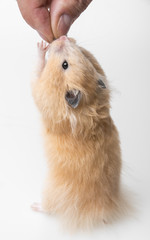a cute little hamster on white background