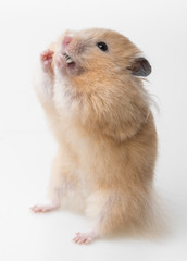 a cute little hamster on white background