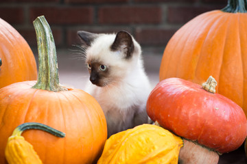 Siamese Kitten with Autumn Produce