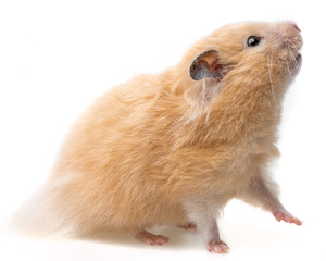 a cute little hamster on white background