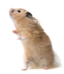 a cute little hamster on white background