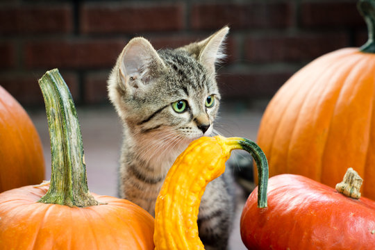 Autumn Kitten