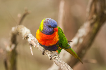 rainbow lorikeet bird hanging on a branch
