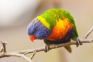 rainbow lorikeet bird hanging on a branch