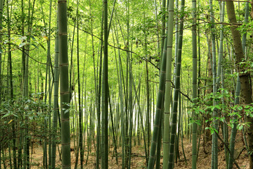 Fototapeta premium 竹林