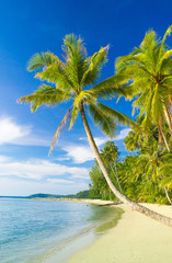 Fototapeta na wymiar Idyllic Island Palm Panorama