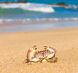 On the Shore Funny Crab