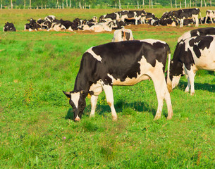 Grazing Grazing Animals