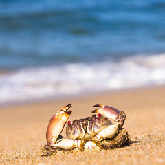 Seafood Posing Menacing Eyes