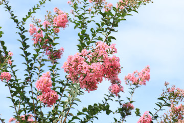 サルスベリの花
