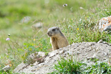 Naklejka na ściany i meble Attentive marmot