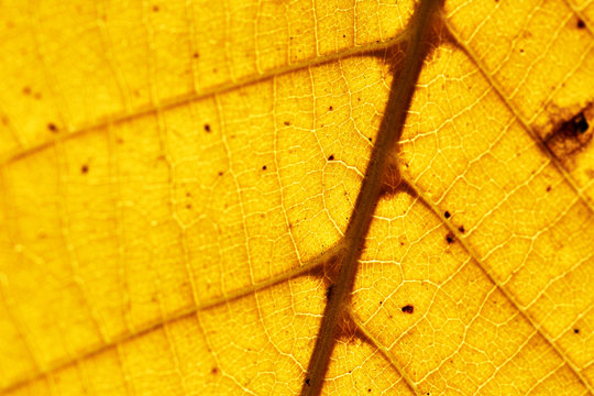 autumn leaf