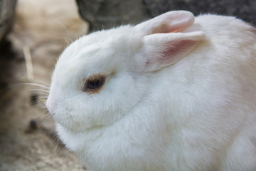 ウサギのポートレート