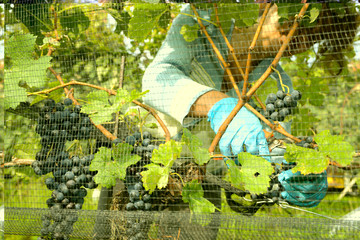 Harvesting grape on a vineyard at Porza near Lugano