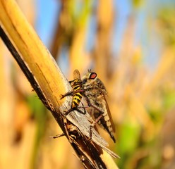 Hunting scene of great robber fly on small wasp