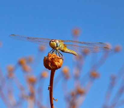 Dragonfly in equilibrium on dry flower