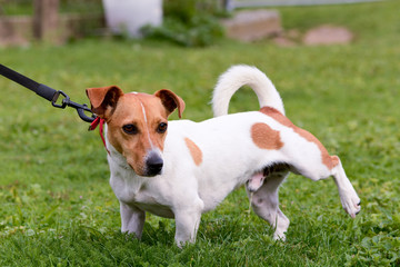 Jack Russell dog peeing © martincp