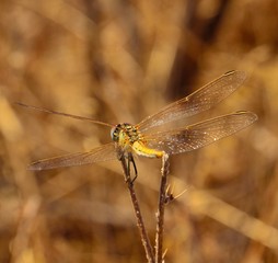 Back of fascinating dragonfly in equilibrium on twig