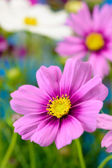 Obraz premium コスモス