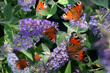 Fototapeta premium Buddleja Lochinch and butterfly