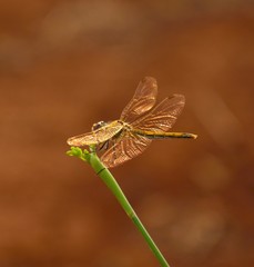 Fototapeta na wymiar Bright wings of dragonfly perched on a green twig
