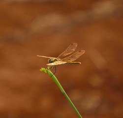 Small dragonfly with its bright wings on green stalk