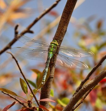 Magnificent dragonfly anax imperator on a branch