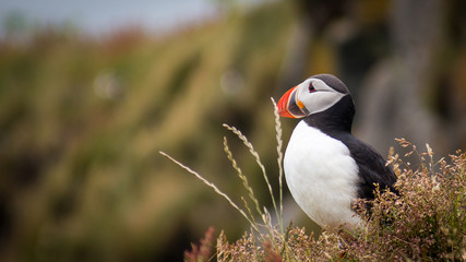 Macareux moine oiseau en Islande