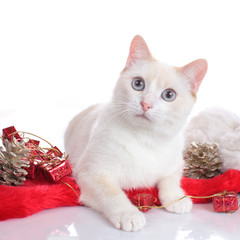 Weiße Katze liegt in Weihnachtsdekoration