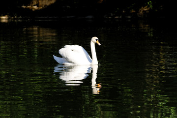 Beautiful swan