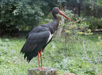 Black stork