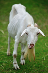 ヤギのポートレート