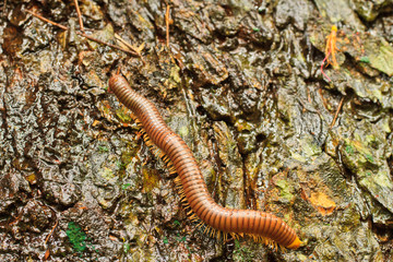 Millipede .