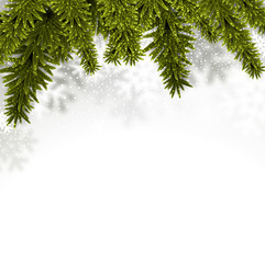 Fir christmas background.