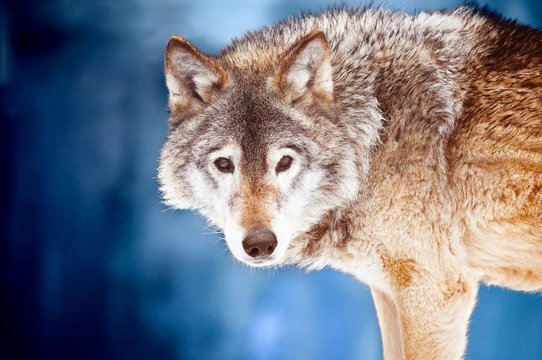 Closeup portrait of a wild wolf