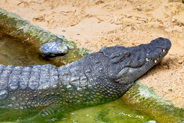 A nile crocodile, Crocodylus niloticus