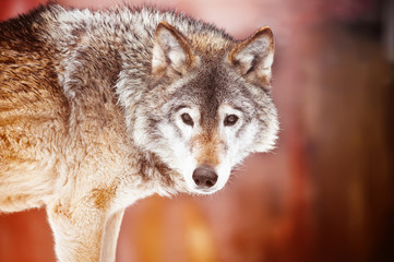 Closeup portrait of a wild wolf
