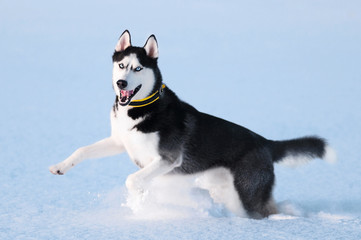 Portrait of siberian husky on snow © Zakharov Evgeniy