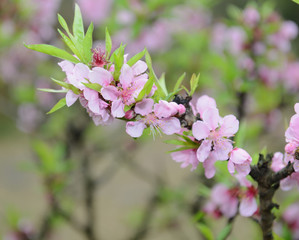 pink blossoms